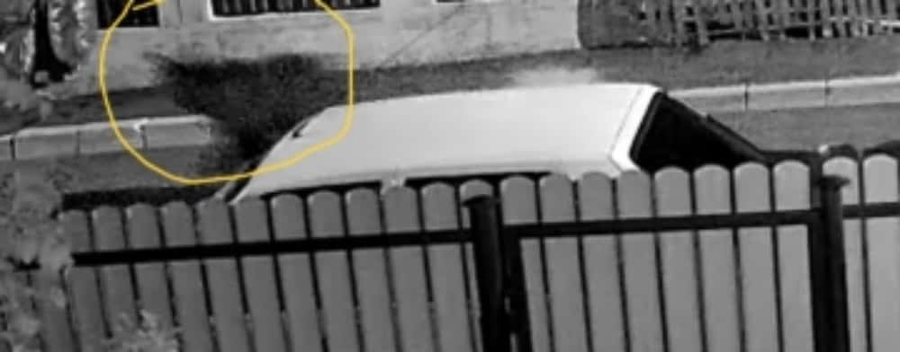 Un urs a fost filmat alergând pe o stradă din Vălenii de Munte, noaptea trecută