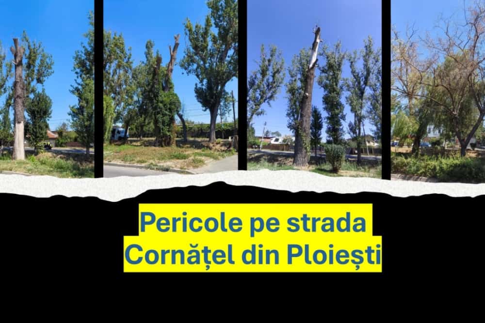 Ploiești | Copacii morți de pe strada Cornățel - pericol pe marginea drumului