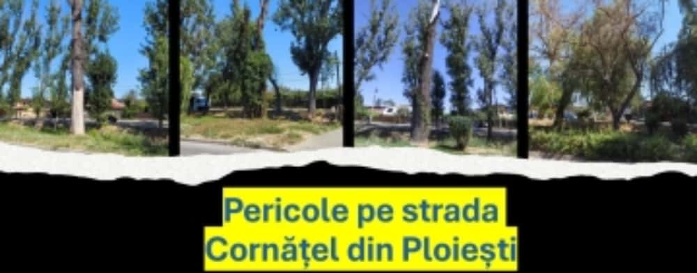 Ploiești | Copacii morți de pe strada Cornățel - pericol pe marginea drumului