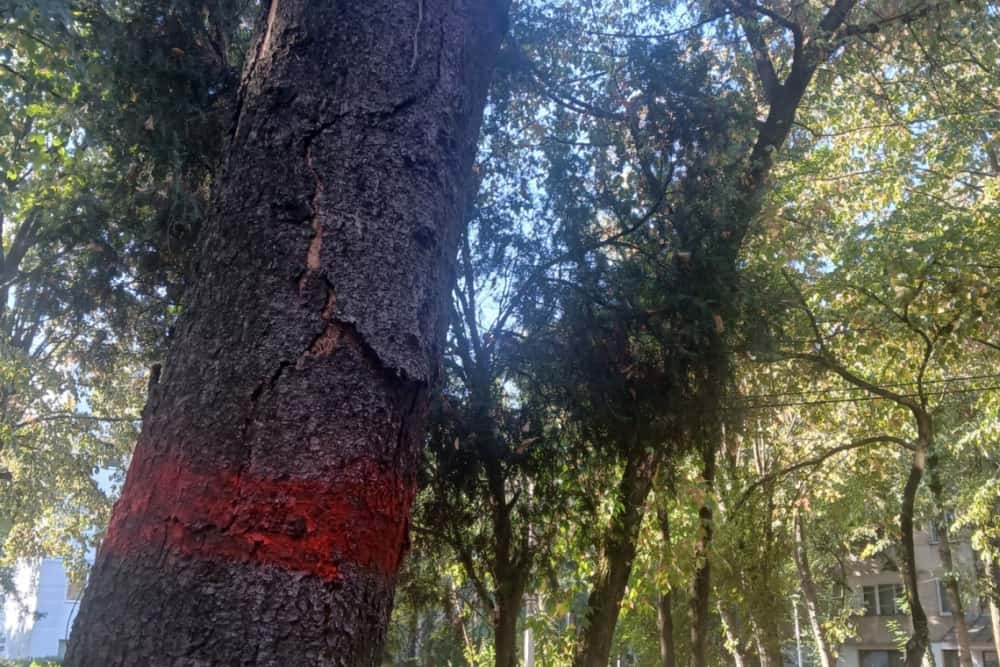Arborii uscați din Ploiești, marcați pentru tăiere