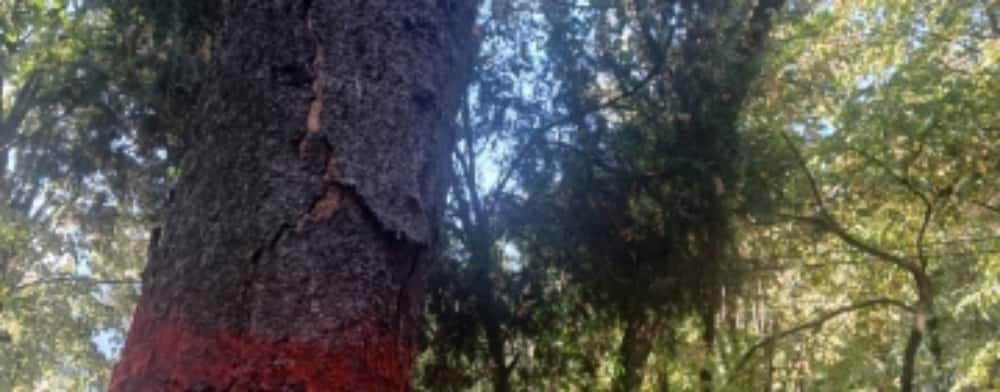 Arborii uscați din Ploiești, marcați pentru tăiere