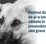 Un bărbat din Gorgota, reținut după ce și-a lovit câinele în cap cu un obiect contondent
