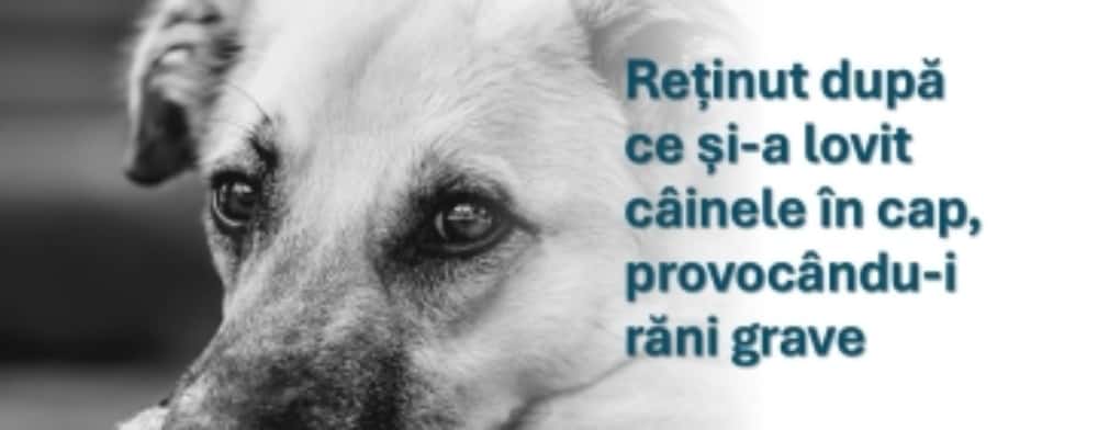 Un bărbat din Gorgota, reținut după ce și-a lovit câinele în cap cu un obiect contondent