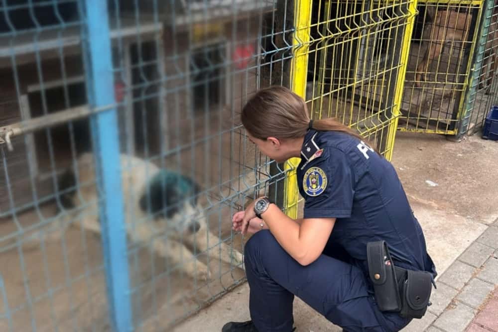 Cățelul lovit în cap cu un fier de propriul stăpân a ajuns la o asociație de protecția animalelor