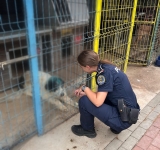 Cățelul lovit în cap cu un fier de propriul stăpân a ajuns la o asociație de protecția animalelor