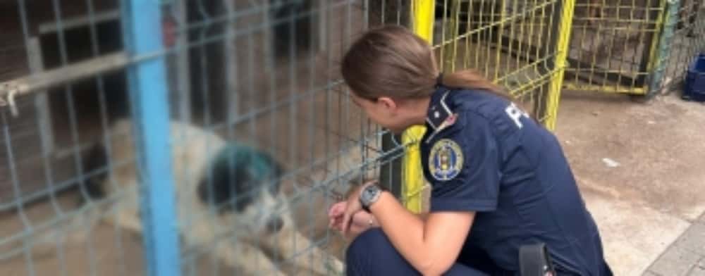 Cățelul lovit în cap cu un fier de propriul stăpân a ajuns la o asociație de protecția animalelor