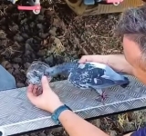 Porumbel salvat de pompierii prahoveni, în mijlocul luptei cu flăcările