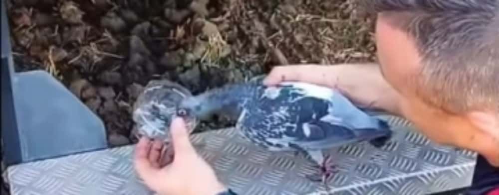 Porumbel salvat de pompierii prahoveni, în mijlocul luptei cu flăcările