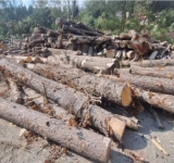 Lemn fără documente, descoperit într-un depozit al unei firme din Sinaia