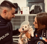 Un polițist prahovean a salvat un cățel de pe șosea, chiar în preajma Zilei Mondiale a Animalelor