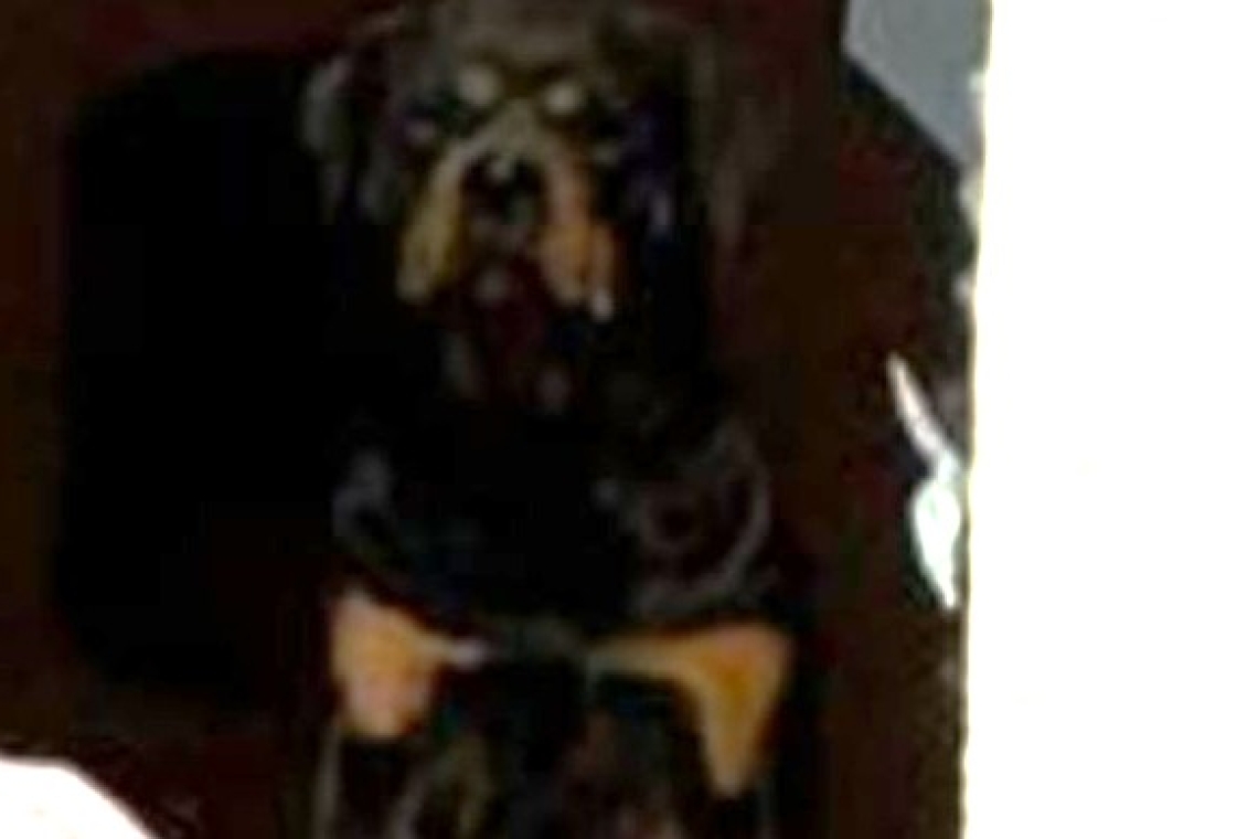 Miracolul câinelui care și-a păzit casa din infern, în blocul distrus de explozie