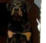 Miracolul câinelui care și-a păzit casa din infern, în blocul distrus de explozie