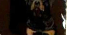 Miracolul câinelui care și-a păzit casa din infern, în blocul distrus de explozie