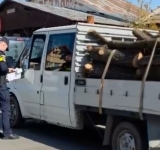 Razie de amploare a polițiștilor în Florești, Filipeștii de Pădure și de Târg și Măgureni. La acțiune participă mascați și câini de urmă