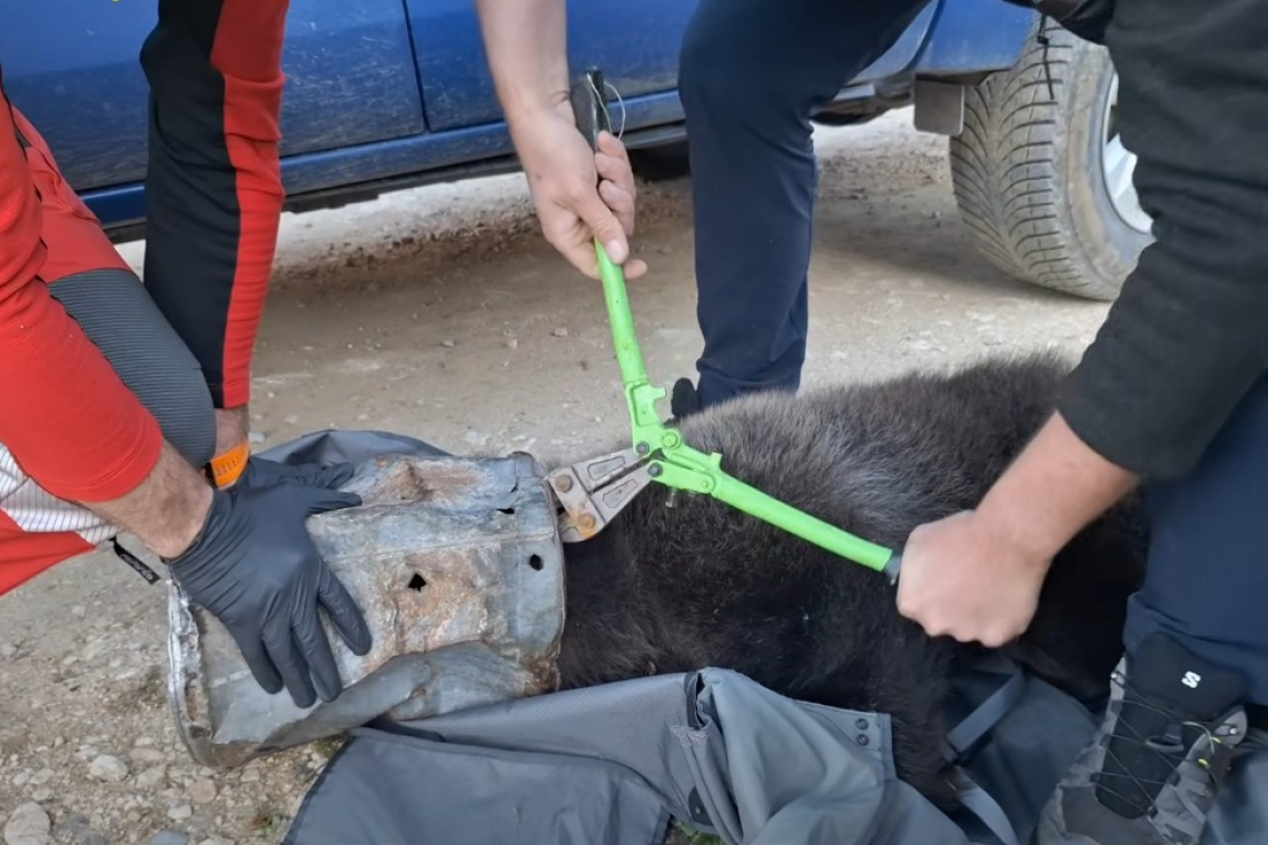 Operațiune neobișnuită de salvare în Poiana Brașov: un pui de urs a fost găsit cu capul blocat într-un rezervor metalic