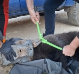 Operațiune neobișnuită de salvare în Poiana Brașov: un pui de urs a fost găsit cu capul blocat într-un rezervor metalic