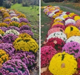 Crizantemele, vedetele toamnei și la Grădina Botanică de la Bucov