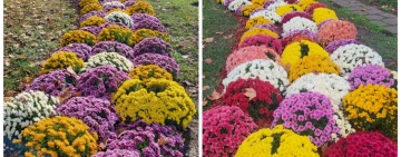 Crizantemele, vedetele toamnei și la Grădina Botanică de la Bucov