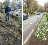 Cum transformă SGU spațiile verzi din Ploiești: de la bălării uscate, la flori și arbuști plini de viață