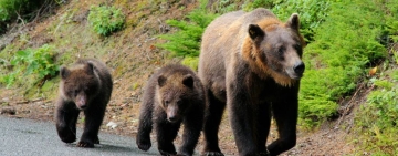 O nouă ordonanță. Hrănirea urșilor în libertate va fi sancționată cu amenzi de până la 30.000 de lei, iar exemplarele periculoase din localități vor putea fi împușcate