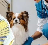 Angajată a unui cabinet veterinar din Ploiești, înșelată de un bărbat care a pretins bani în numele unui coleg