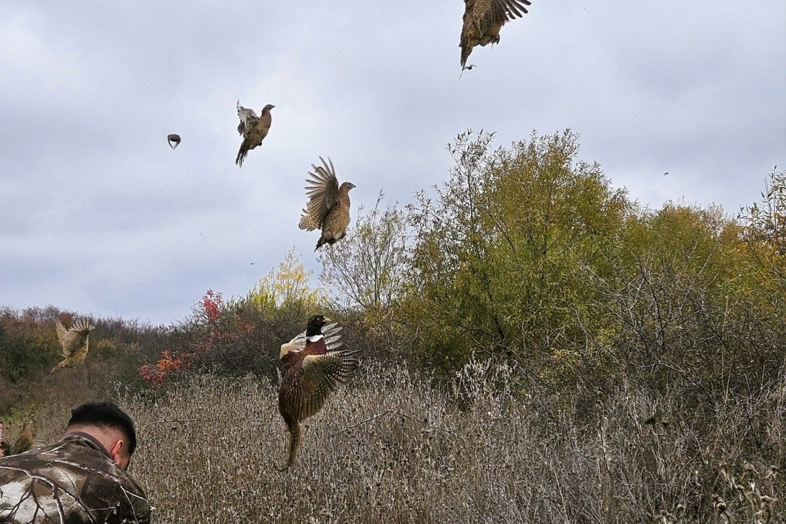 500 de fazani proveniți de la Fazaneria Gherghița au fost eliberați în fondurile cinegetice din Dâmbovița