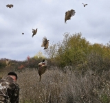 500 de fazani proveniți de la Fazaneria Gherghița au fost eliberați în fondurile cinegetice din Dâmbovița