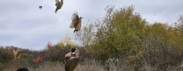 500 de fazani proveniți de la Fazaneria Gherghița au fost eliberați în fondurile cinegetice din Dâmbovița
