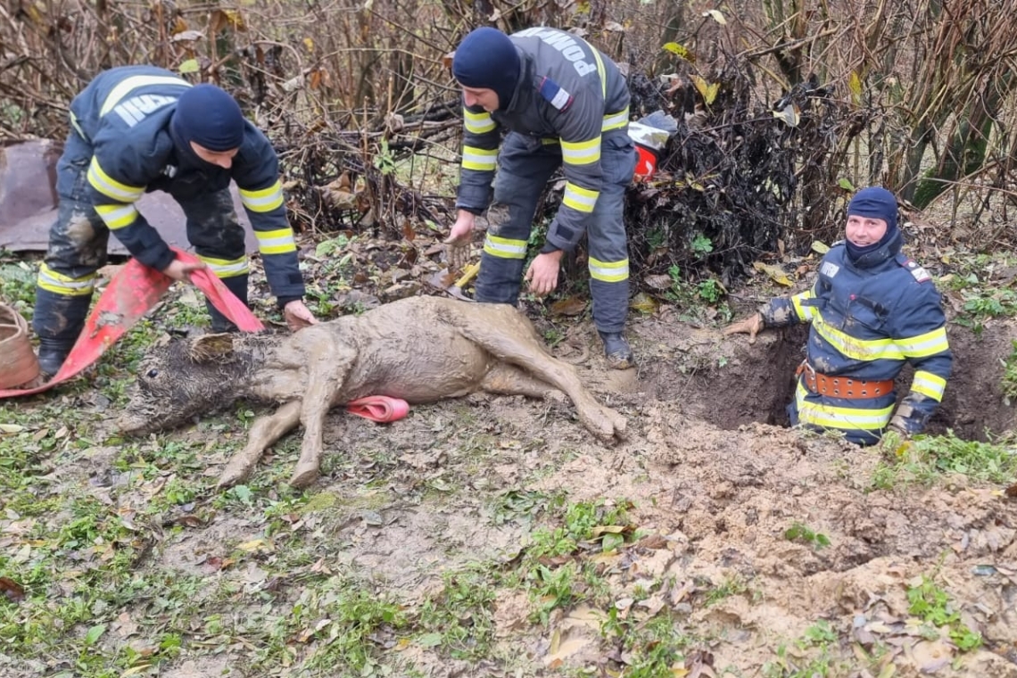 Vițel căzut într-o groapă, în Vălenii de Munte. Pompierii au reușit să îl salveze