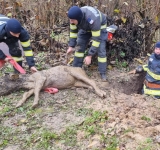 Vițel căzut într-o groapă, în Vălenii de Munte. Pompierii au reușit să îl salveze