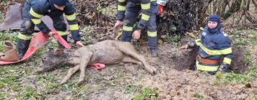 Vițel căzut într-o groapă, în Vălenii de Munte. Pompierii au reușit să îl salveze