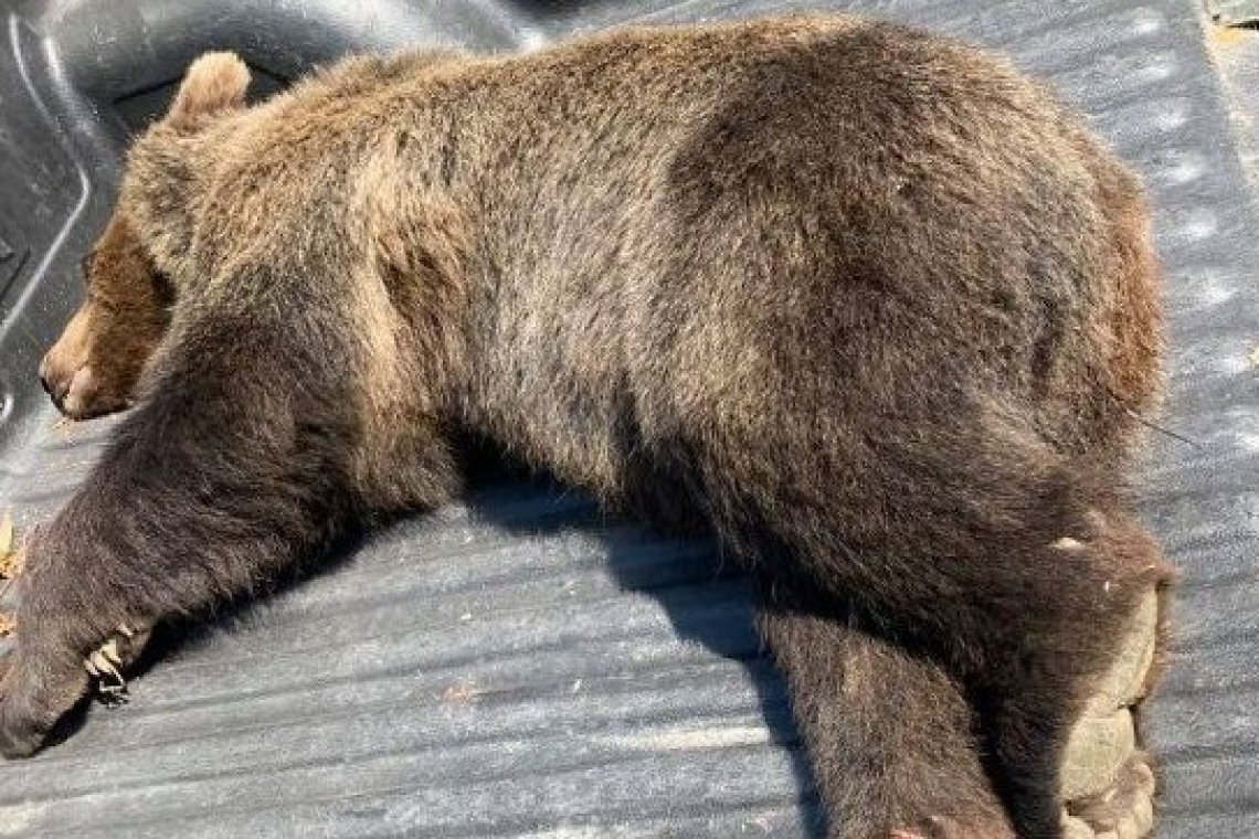 Un urs a murit după ce a fost găsit prins într-un laț, în comuna Gornet. Polițiștii au deschis dosar penal pentru braconaj