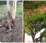 Arbori ornamentali furați din Parcul Ciocârlia din Ploiești, la doar câteva zile după plantare!