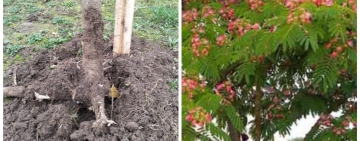 Arbori ornamentali furați din Parcul Ciocârlia din Ploiești, la doar câteva zile după plantare!