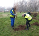 Ploieștiul devine mai verde, cu ajutorul SGU: peste 2.300 de arbori vor fi plantați până în 2026