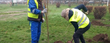 Ploieștiul devine mai verde, cu ajutorul SGU: peste 2.300 de arbori vor fi plantați până în 2026
