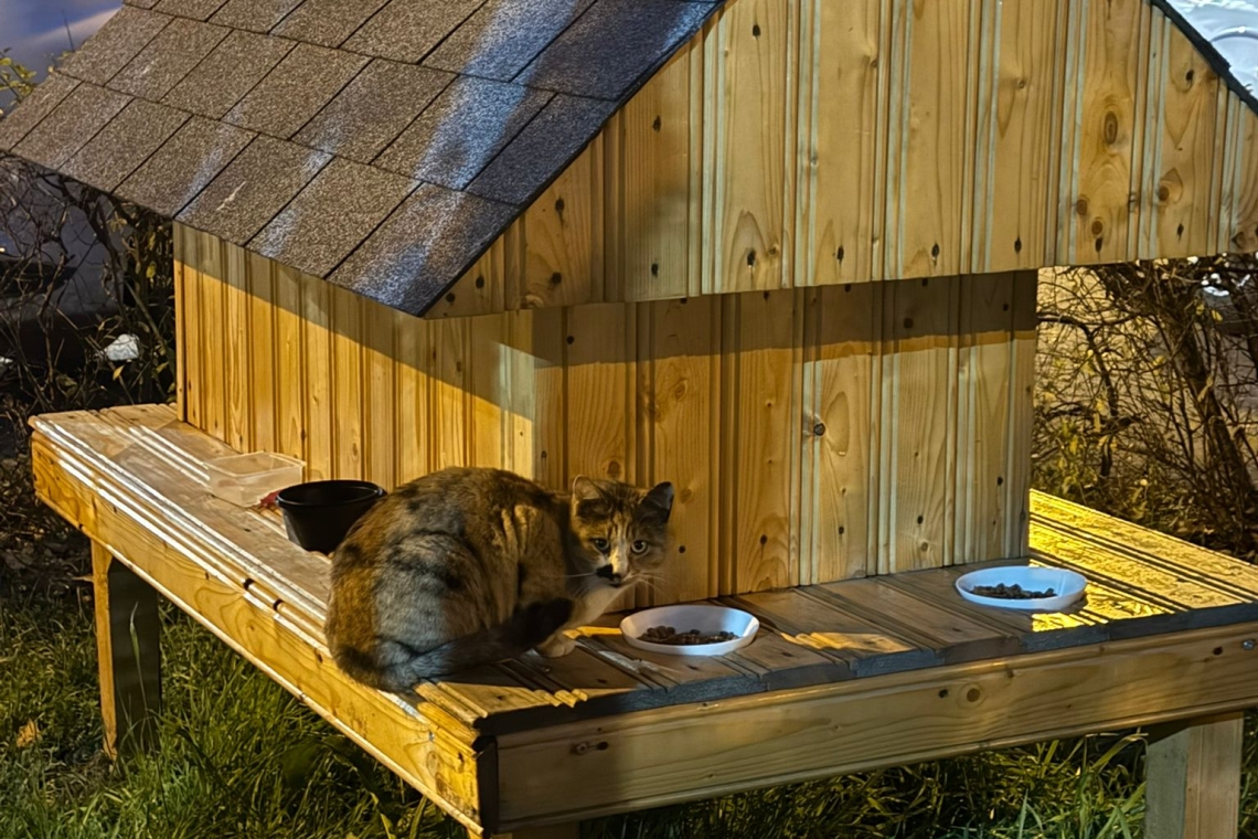 Vești bune despre pisicile fără stăpân din Ploiești: căsuțele montate de SGU sunt deja folosite