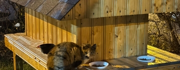 Vești bune despre pisicile fără stăpân din Ploiești: căsuțele montate de SGU sunt deja folosite