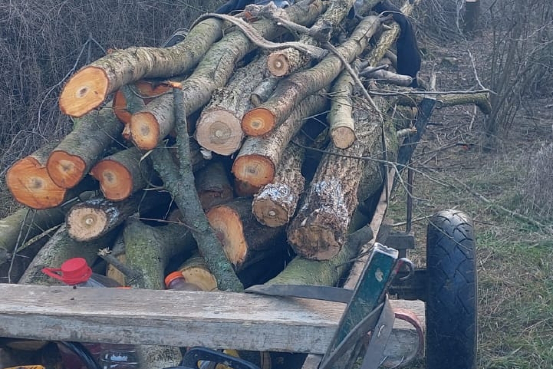 Intervenție a Poliției Locale Ploiești: suspiciune de tăiere ilegală de arbori