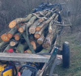 Intervenție a Poliției Locale Ploiești: suspiciune de tăiere ilegală de arbori