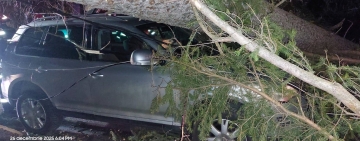 Copaci doborâți de vânt în Sinaia. Un autoturism avariat, cele trei persoane din mașină nu au fost rănite