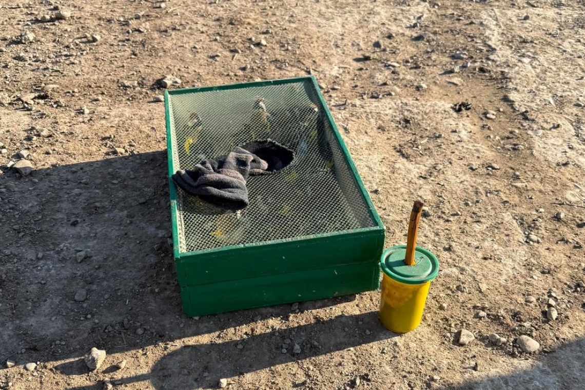 Doi bărbați capturau ilegal păsări cântătoare, în Ariceștii Rahtivani. Jandarmii i-au oprit și i-au predat polițiștilor