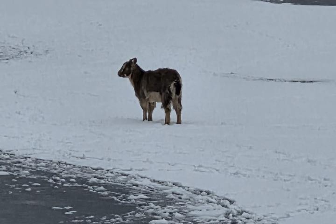 „Operațiune specială” pentru salvarea unei căprițe, la Câmpina