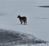 „Operațiune specială” pentru salvarea unei căprițe, la Câmpina
