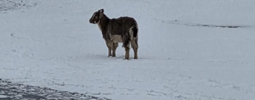 „Operațiune specială” pentru salvarea unei căprițe, la Câmpina