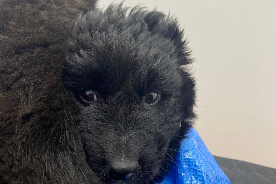 Trei cățeluși găsiți abandonați în zăpadă, lângă pârtia Kalinderu din Bușteni. Apelul salvamontiștilor