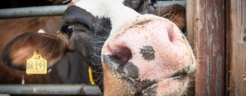 România, între promisiuni și temeri privind acordul comercial UE - Mercosur