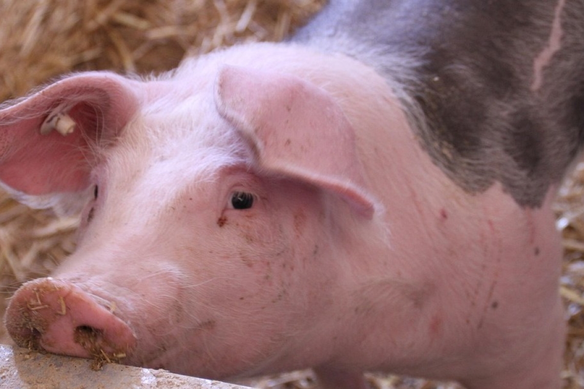 Focar de pestă porcină africană confirmat în comuna Colceag. Zone de protecție și supraveghere instituite în mai multe localități din Prahova