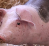 Focar de pestă porcină africană confirmat în comuna Colceag. Zone de protecție și supraveghere instituite în mai multe localități din Prahova