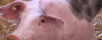 Focar de pestă porcină africană confirmat în comuna Colceag. Zone de protecție și supraveghere instituite în mai multe localități din Prahova